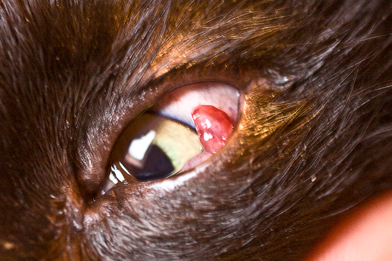 Seltsames Auge (mit Bild)